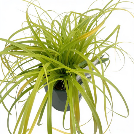 Laîche d’Oshima ‘Everillo’ - Carex oshimensis ‘Everillo’ pot 2L