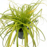 Laîche d’Oshima ‘Everillo’ - Carex oshimensis ‘Everillo’ pot 2L
