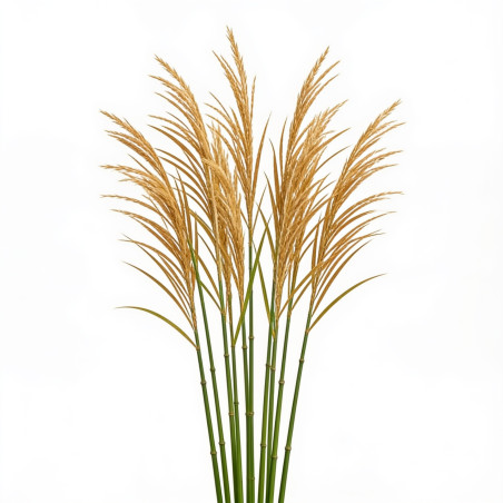 Stipe faux-roseau 20cm Pot 9cm - Stipa calamagrostis