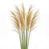 Stipe faux-roseau 20cm Pot 9cm - Stipa calamagrostis