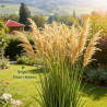 Stipe faux-roseau 20cm Pot 9cm - Stipa calamagrostis