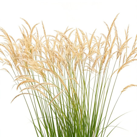 Stipe faux-roseau 20cm Pot 9cm - Stipa calamagrostis