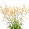 Stipe faux-roseau 20cm Pot 9cm - Stipa calamagrostis