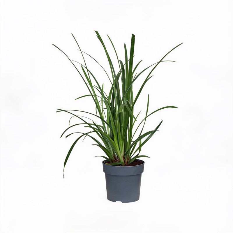Laîche de Morrow ‘Irish Green’ - Carex morrowii ‘Irish Green’ pot 14cm