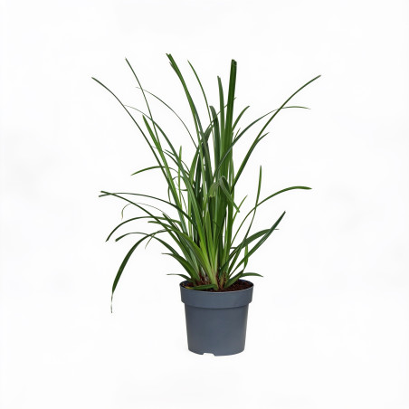 Laîche de Morrow ‘Irish Green’ - Carex morrowii ‘Irish Green’ pot 14cm