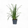 Laîche de Morrow ‘Irish Green’ - Carex morrowii ‘Irish Green’ pot 14cm