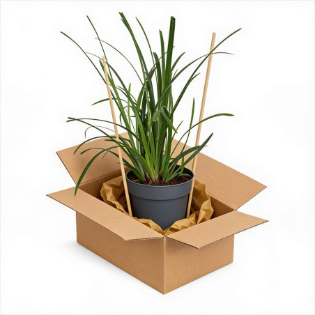 Laîche de Morrow ‘Irish Green’ - Carex morrowii ‘Irish Green’ pot 14cm