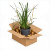 Laîche de Morrow ‘Irish Green’ - Carex morrowii ‘Irish Green’ pot 14cm