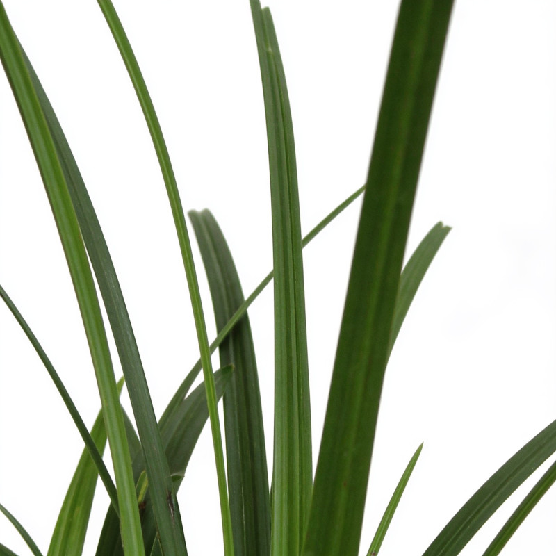 Laîche de Morrow ‘Irish Green’ - Carex morrowii ‘Irish Green’ pot 14cm