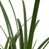 Laîche de Morrow ‘Irish Green’ - Carex morrowii ‘Irish Green’ pot 14cm