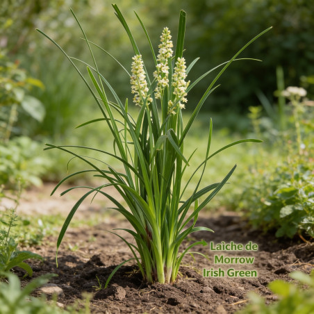 Laîche de Morrow ‘Irish Green’ - Carex morrowii ‘Irish Green’ pot 14cm