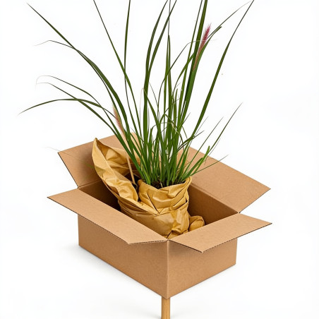 Herbe aux écouvillons ‘Viridescens’ - Pennisetum alopecuroides ‘Viridescens’ pot 2L