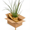 Herbe aux écouvillons ‘Viridescens’ - Pennisetum alopecuroides ‘Viridescens’ pot 2L