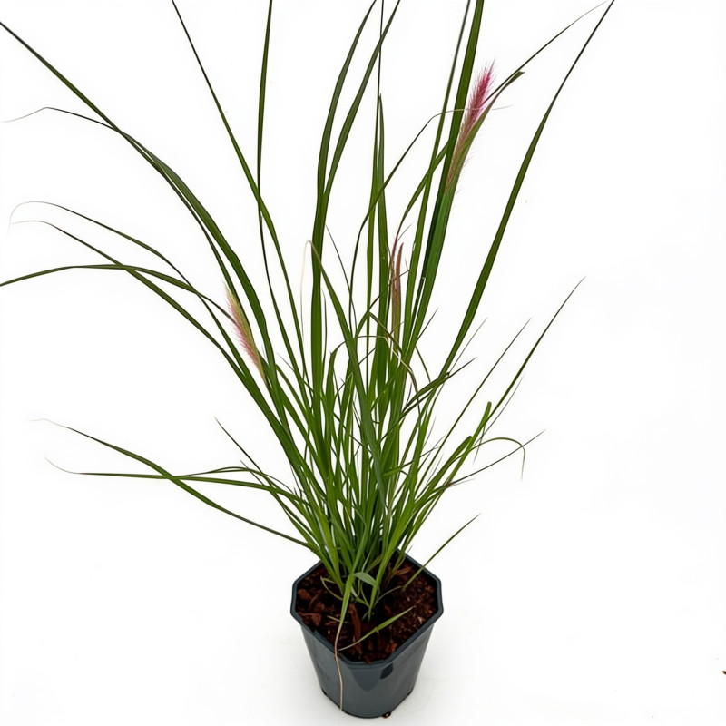 Herbe aux écouvillons ‘Viridescens’ - Pennisetum alopecuroides ‘Viridescens’ pot 2L