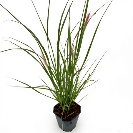 Herbe aux écouvillons ‘Viridescens’ - Pennisetum alopecuroides ‘Viridescens’ pot 2L