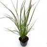 Herbe aux écouvillons ‘Viridescens’ - Pennisetum alopecuroides ‘Viridescens’ pot 2L