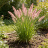 Herbe aux écouvillons ‘Viridescens’ - Pennisetum alopecuroides ‘Viridescens’ pot 2L
