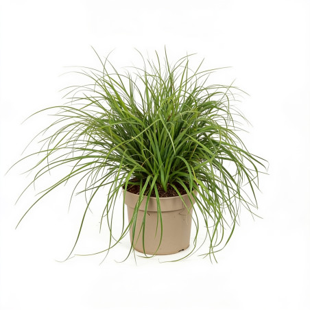 Luzule des neiges - Luzula nivea pot 3L