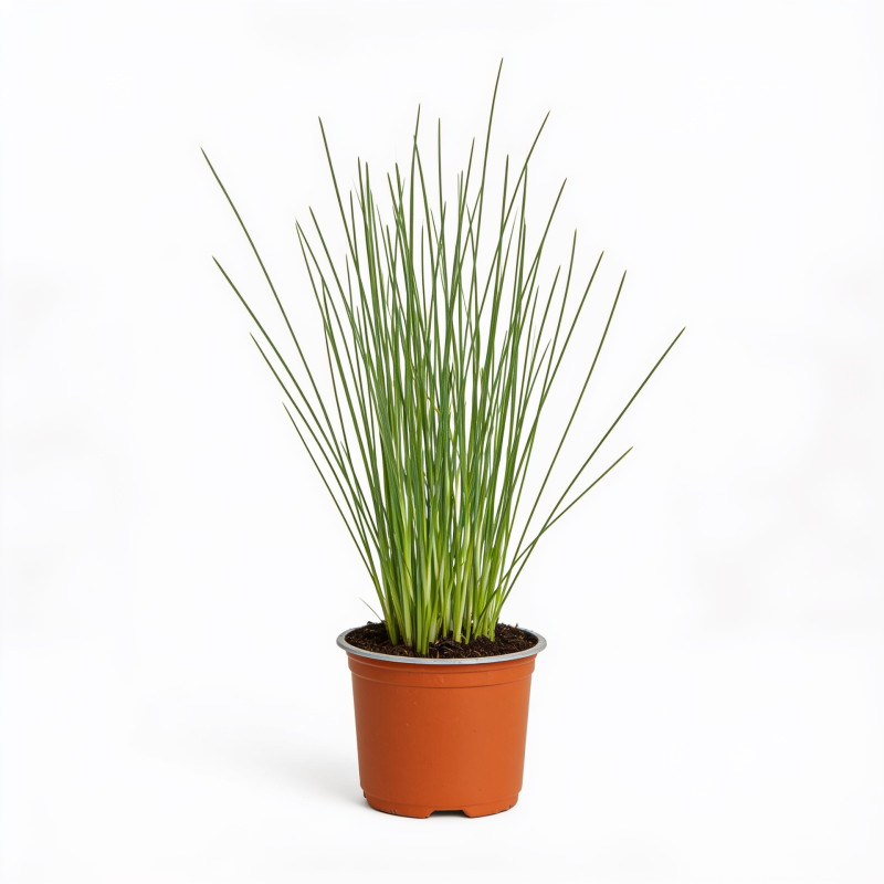 Herbe aux écouvillons ‘Sky Rocket’ - Pennisetum advena ‘Sky Rocket’  pot 10,5cm