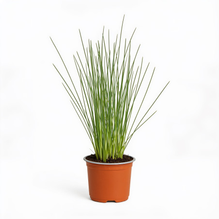 Herbe aux écouvillons ‘Sky Rocket’ - Pennisetum advena ‘Sky Rocket’  pot 10,5cm