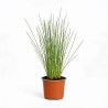 Herbe aux écouvillons ‘Sky Rocket’ - Pennisetum advena ‘Sky Rocket’  pot 10,5cm