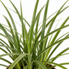 Herbe aux écouvillons ‘Sky Rocket’ - Pennisetum advena ‘Sky Rocket’  pot 10,5cm