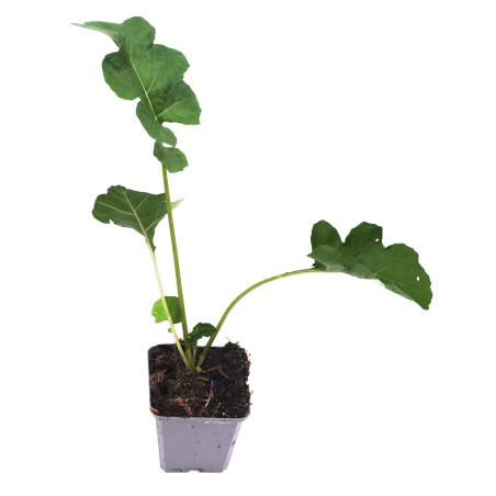 Acanthe mollis 20cm Godet 9cm - Acanthus