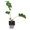 Acanthe mollis 20cm Godet 9cm - Acanthus