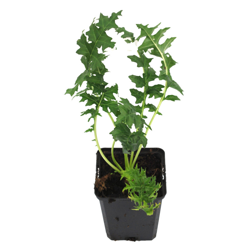 Acanthe spinosus 20cm Godet 9cm - Acanthus