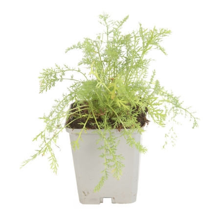 Achillée millefolium 20cm Godet 9cm - Achillea