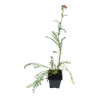 Achillée millefolium Cerise Queen 20cm Godet 9cm - Achillea