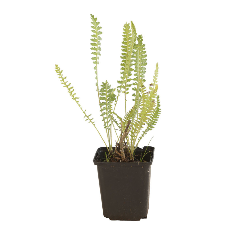 Achillée Coronation Gold 20cm Godet 9cm - Achillea