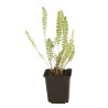 Achillée Coronation Gold 20cm Godet 9cm - Achillea