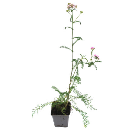 Achillée millefolium Lilac Beauty 20cm Godet 9cm - Achillea