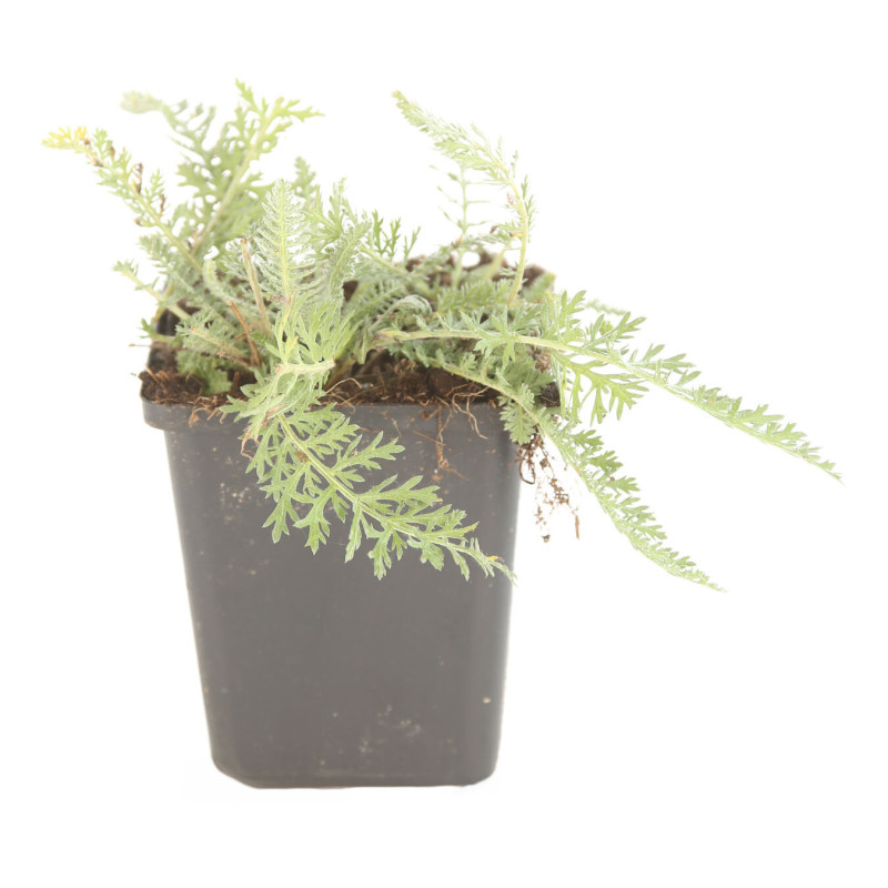 Achillée Terracotta 20cm Godet 9cm - Achillea
