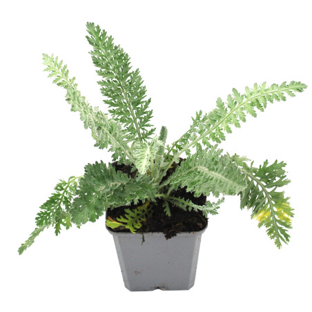 Achillée Moonshine 20cm Godet 9cm - Achillea