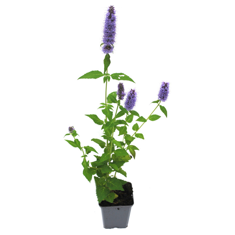 Agastache Blue Fortune 20cm Godet 9cm - Agastache