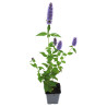 Agastache Blue Fortune 20cm Godet 9cm - Agastache