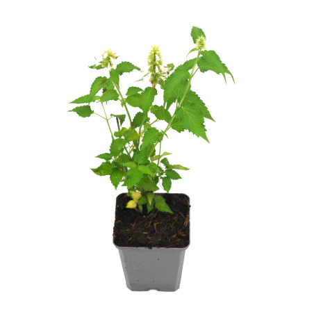 Agastache rugosa Alabaster 20cm Godet 9cm - Agastache