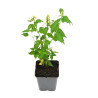 Agastache rugosa Alabaster 20cm Godet 9cm - Agastache