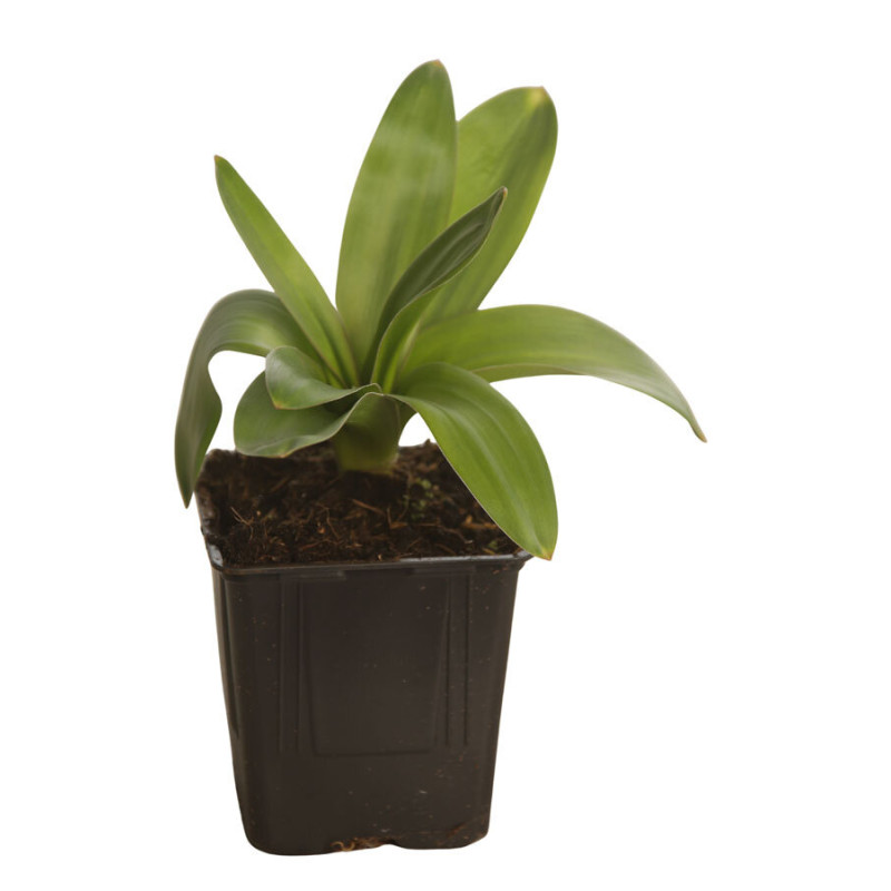 Ail d'ornement Globemaster 30cm Pot 1L - Allium