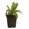 Ail d'ornement Globemaster 30cm Pot 1L - Allium