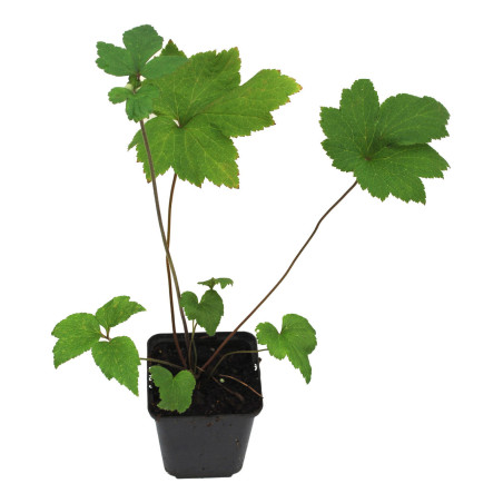 Anémone xhybrida Honorine Jobert 20cm Godet 9cm - Anemone