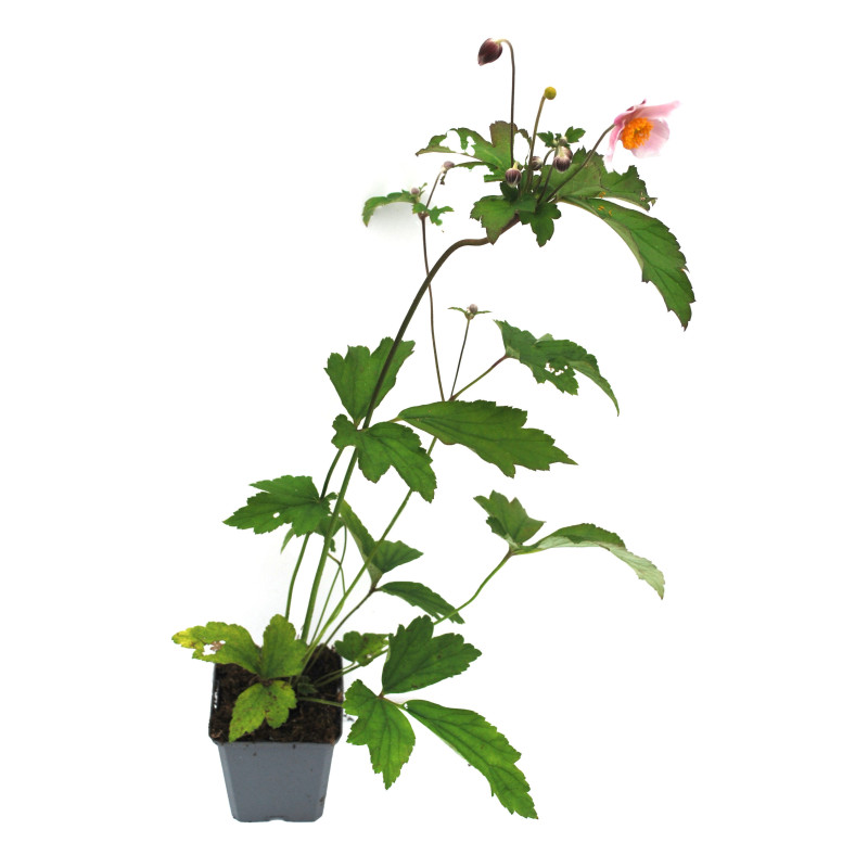 Anémone hupehensis September Charm 20cm Godet 9cm - Anemone