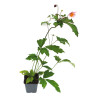 Anémone hupehensis September Charm 20cm Godet 9cm - Anemone