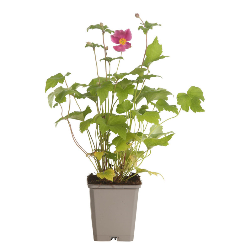 Anémone hupehensis Splendens 20cm Godet 9cm - Anemone