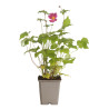 Anémone hupehensis Splendens 20cm Godet 9cm - Anemone