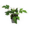 Anémone tomentosa Robustissima 20cm Godet 9cm - Anemone