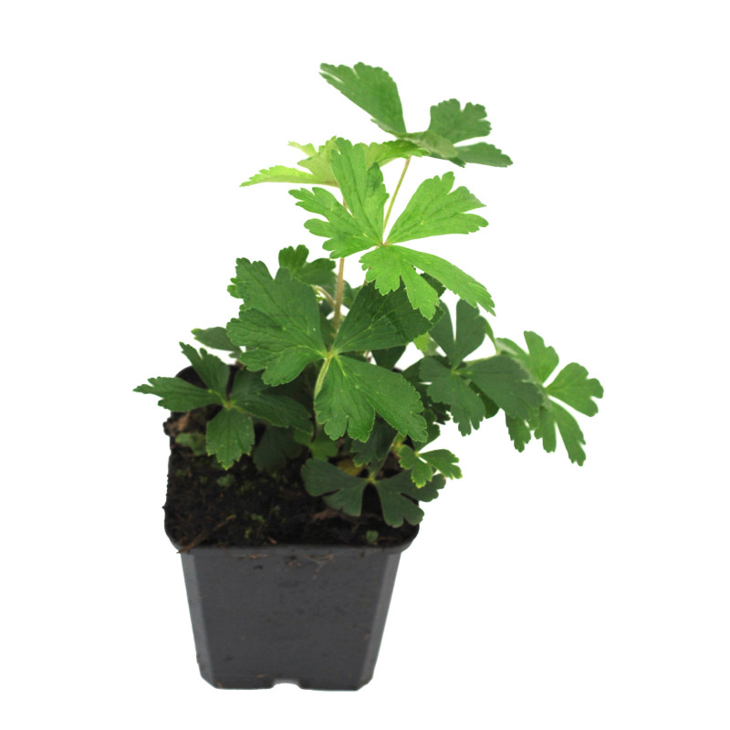 Anémone sylvestris 20cm Godet 9cm - Anemone
