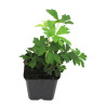 Anémone sylvestris 20cm Godet 9cm - Anemone